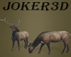 Wild deer