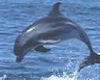 dolphin couche