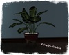 V. Room Plant