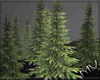 (MV) 10 Pine Trees