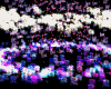 (SP)LightLOve Roses