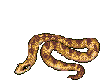 Snake animated