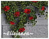 Hanging Ivy Red Roses