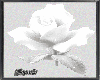 Floral Delight-Casual