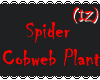 IZ Spiders Cobweb Plant