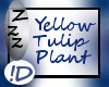 !D Yellow Tulip Plant