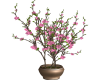 Pink Bonsai Tree Plant