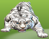 White Tiger Pet