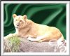 *00*Lioness -Zoo Animal
