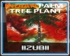 INDIAN PALM TREE