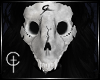 [CVT]Genesis Skull