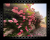 ♡ Pink Roses Wall BG