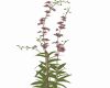 Flowers 5