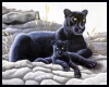 Panther  and Cub
