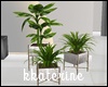 [kk] Apartment  Plants