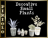 Small Decorative Plants