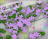 !Q! Flowering Vine 4