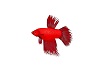 Animated Flying Fish