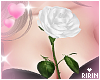 White Rose on Chest
