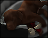 Sleeping Puppy