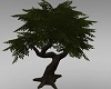 ~HD~large tree