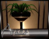 A&S:Dark Elegant Plant
