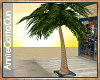 BWB Sidewalk Palm Tree