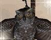 Owl animated