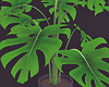 Indoor Monsteria Plant