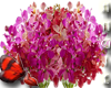 Fushia/Red Orchid Floral
