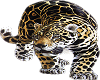 !~DD~! Leopard