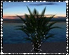 PALM