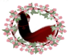 red & black tail