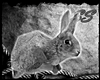 [SS] Bunny Pet - Gray