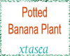 Potted Banana Plant