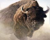 buffalo chief
