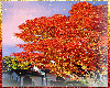 Beautiful Fall