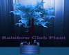 Rainbow Club Plant