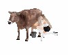 milk cow female