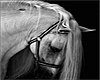 Arabic horse*Art