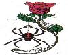 black widow rose