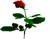 B][P Rose