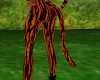 Thin Tiger Tail