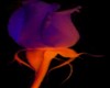 (AR) Fireglow Rose