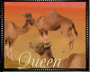 !Q Oasis Camel Group