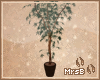 M:: Serene Plant