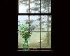 Rain Thru the Window Ani