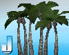 Group Of Palm Trees