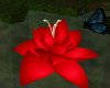 (S) Red Lotus Flower