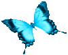 Butterfly-Blue